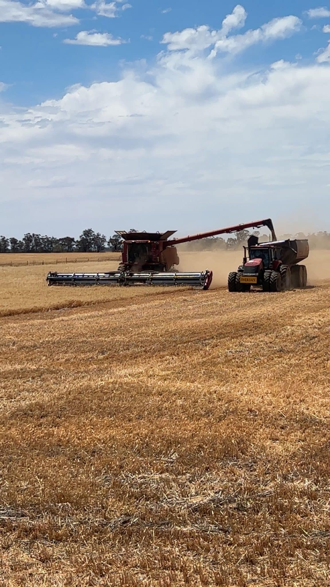 Red combines operate in a golden field as a tractor funnels grain into a cart, dust rising behind them under a blue sky.