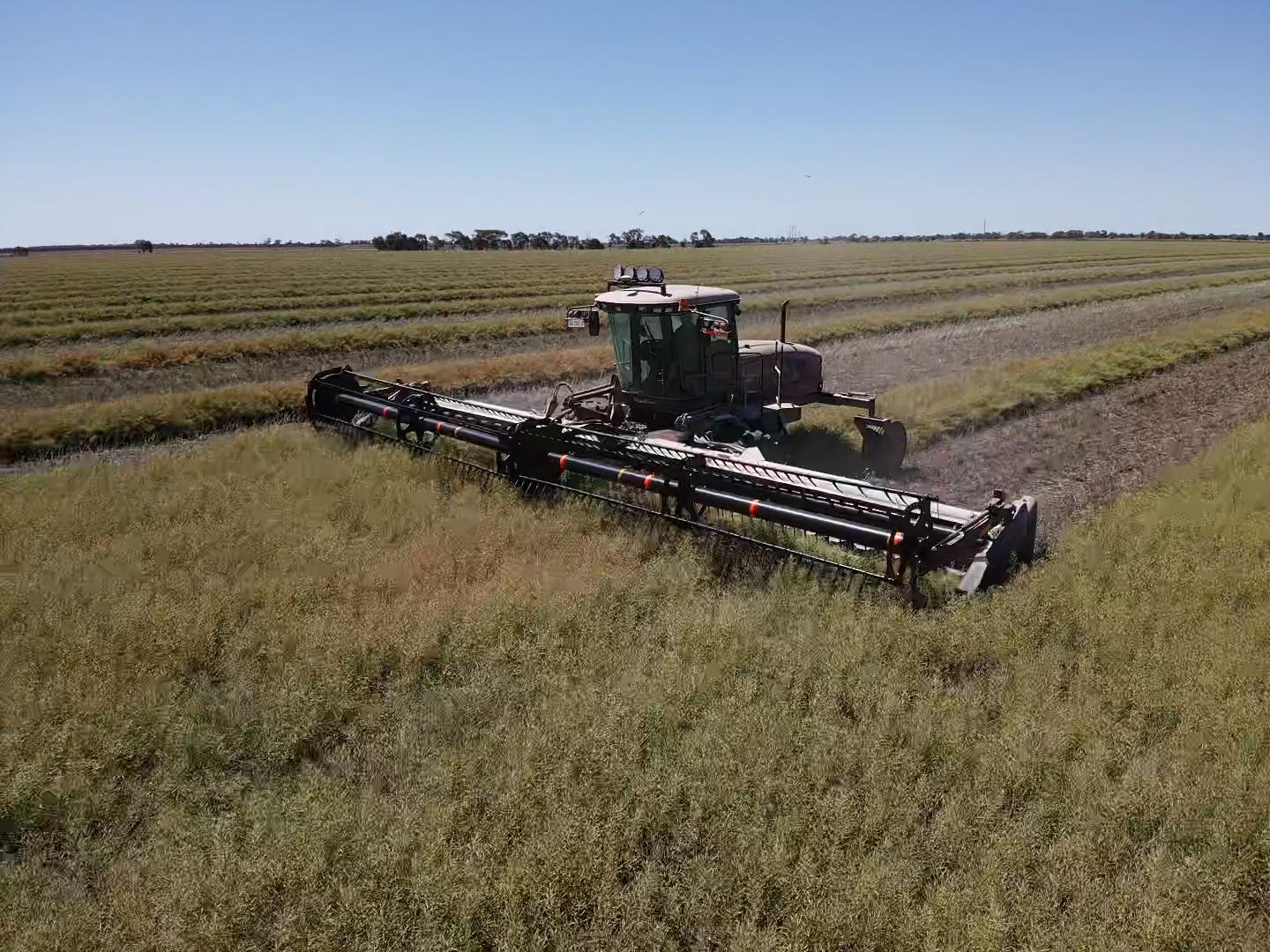 Combine harvester with a wide cutting header operating in a flat, golden cereal field under a clear blue sky.