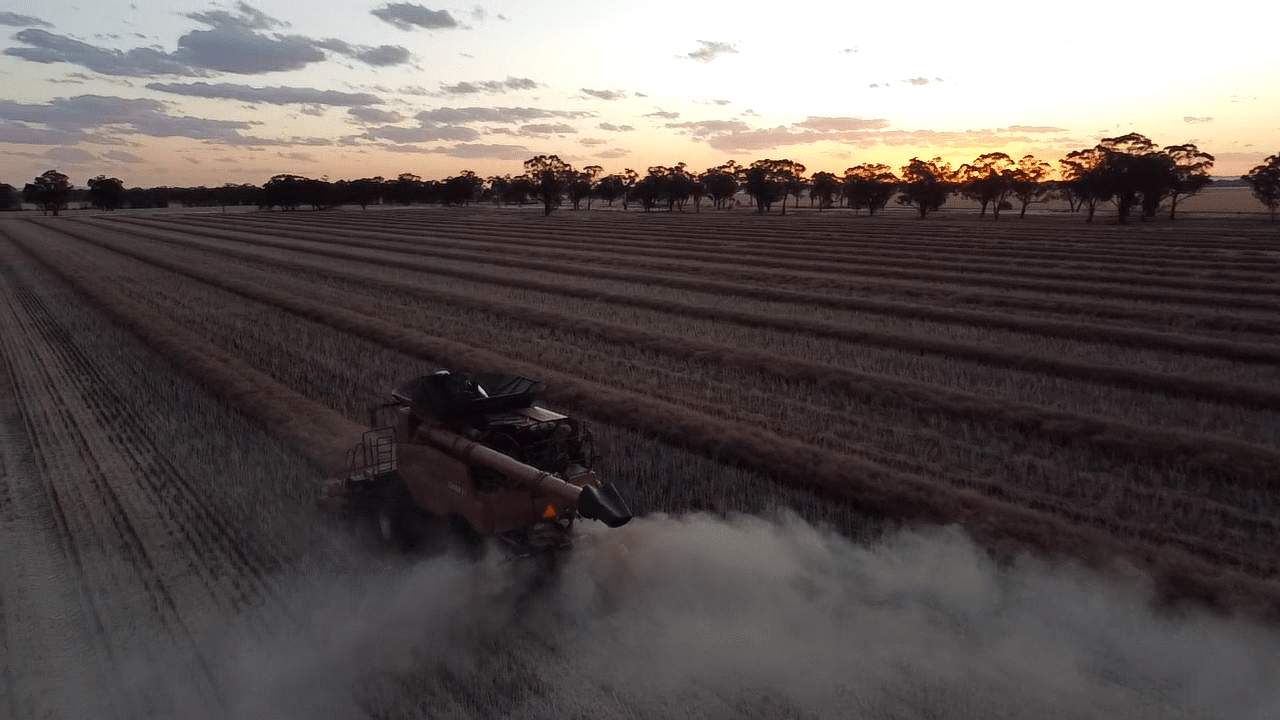 Combine harvester working in a harvested field at sunset, dust rising behind it along striped rows.
