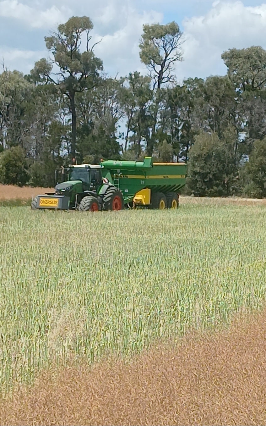Green tractor pulling a large agricultural trailer in a field with tall crops and trees in the background.