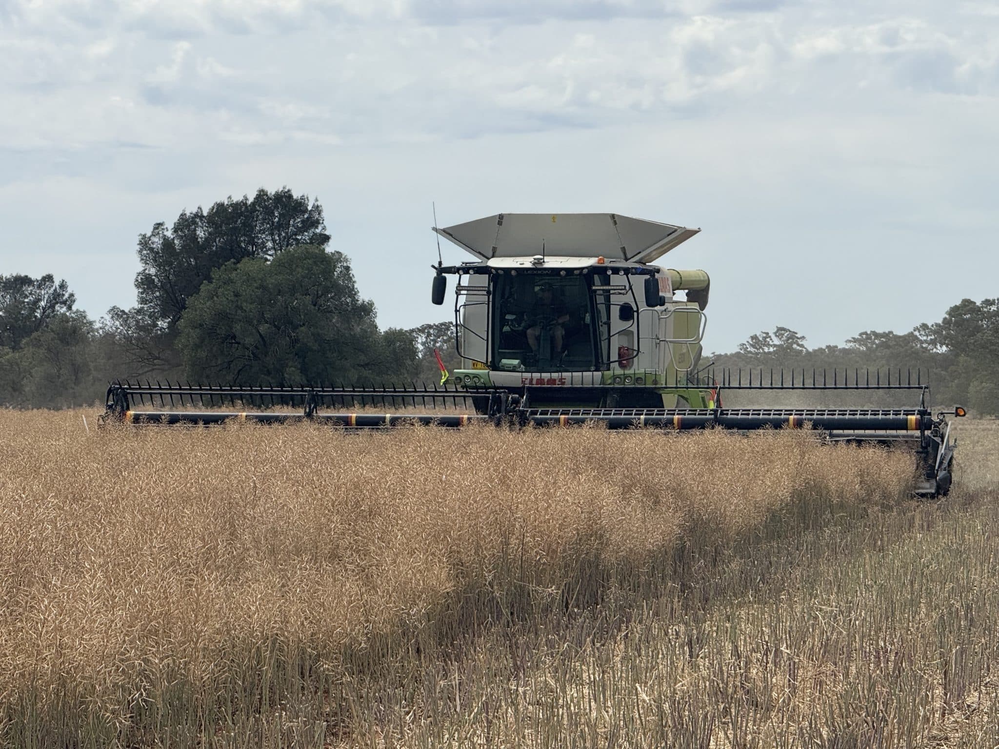 Combine harvester at work in a golden wheat field under a cloudy sky.