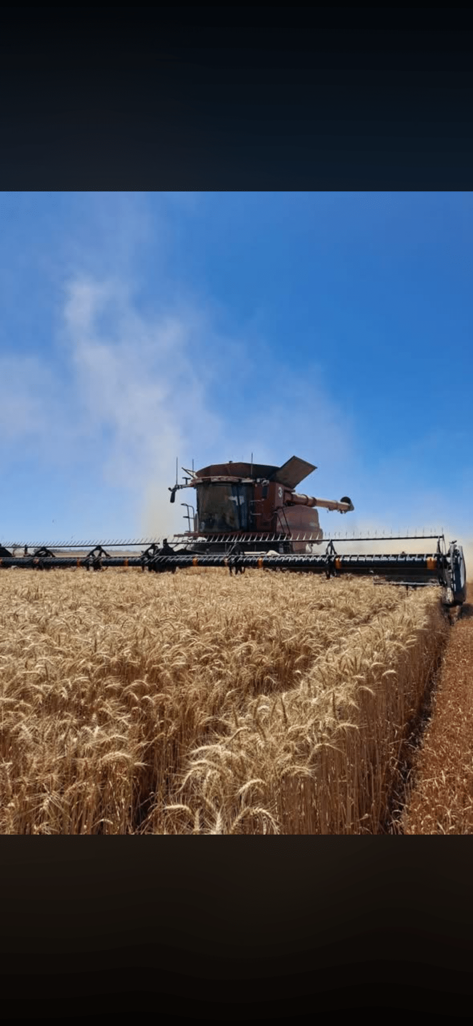 Red combine harvester working through a golden wheat field under a clear blue sky.