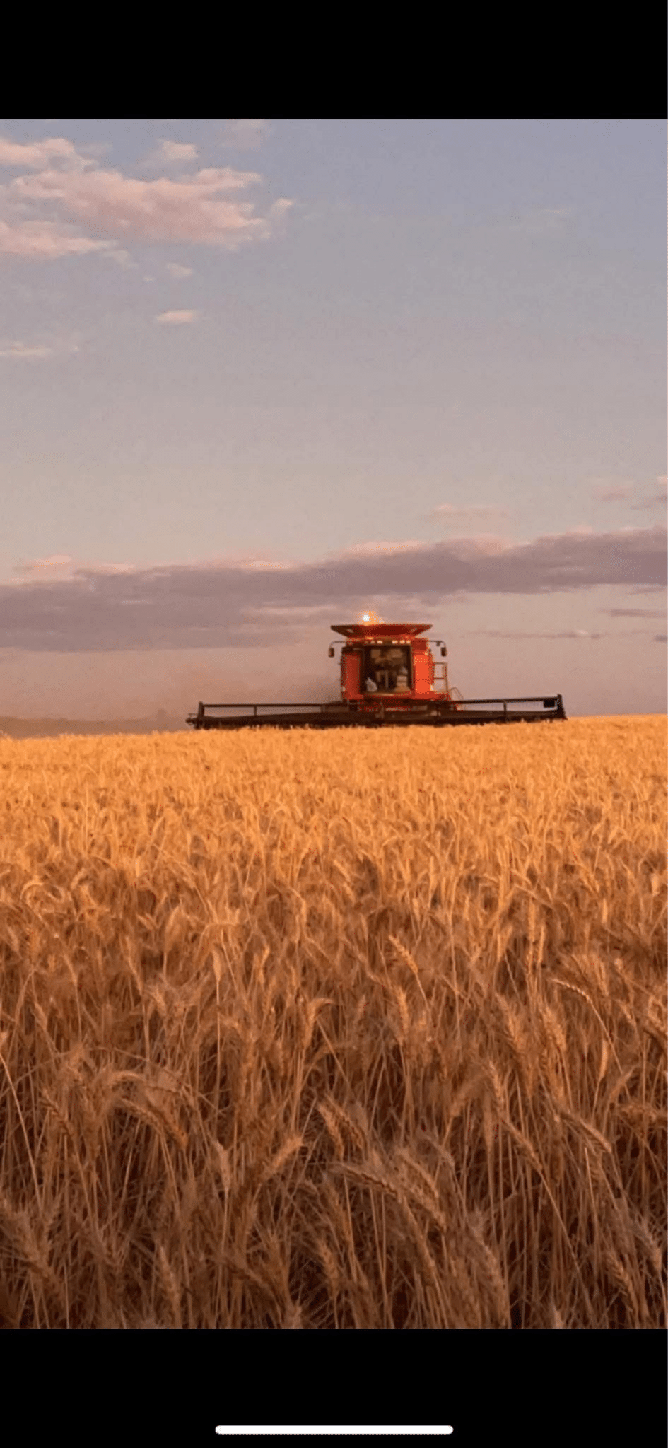 Red combine harvester working across a golden wheat field at sunset, with a pastel sky above.