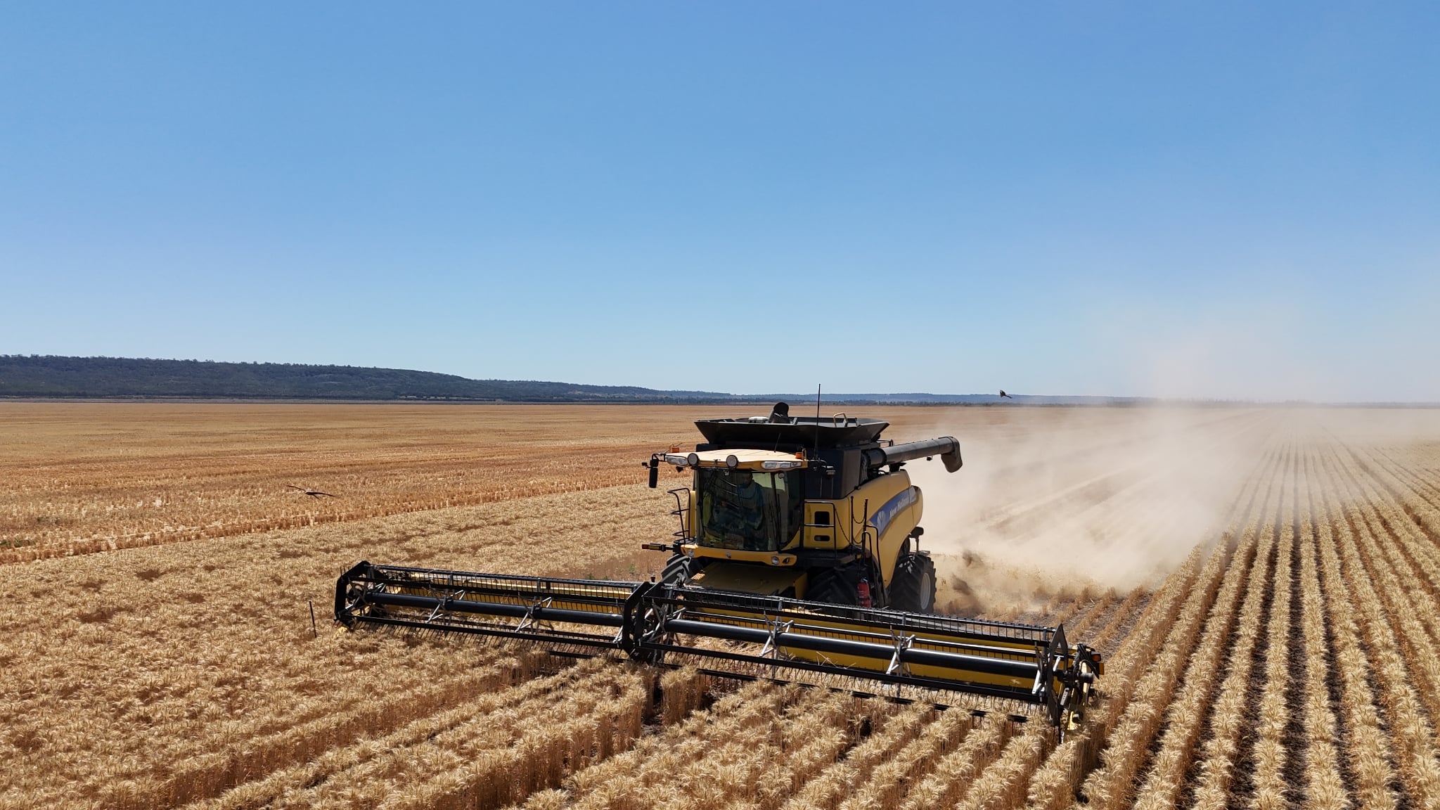 Yellow combine harvester at work in a golden wheat field, dust rising behind it under a clear blue sky.